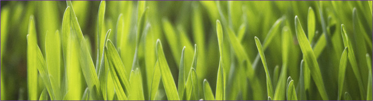 16-744px-wheat-grass-whole-leaf.jpg