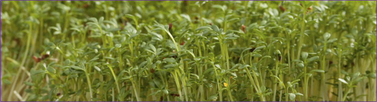 3-744px-alfalfa-sprout.jpg